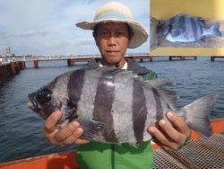 19日　大物イシダイGET！須磨海づり公園