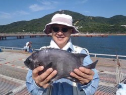 神戸市立須磨海づり公園　イシダイ　落し込み…