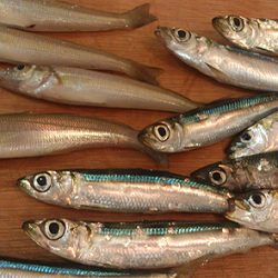 ランガン　サビキ