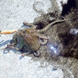 タコ育ってます。