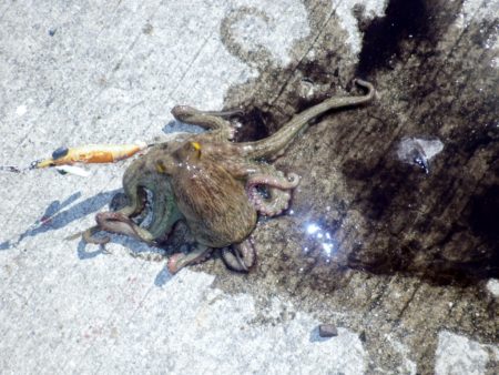 タコ育ってます。