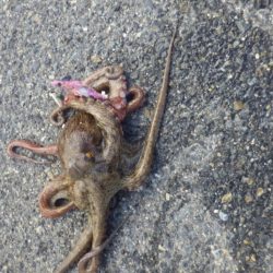 タコさらに大きく