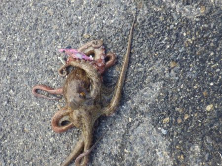 タコさらに大きく