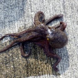 タコ 育ってます3