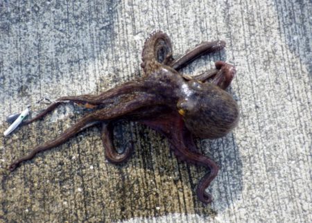 タコ 育ってます3