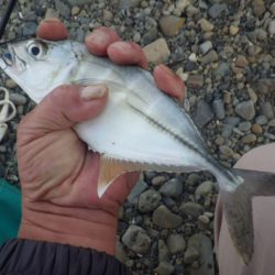 メッキ育ってます。