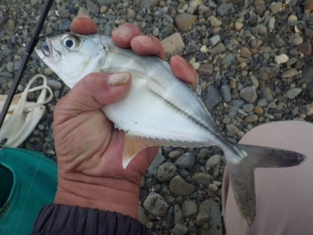 メッキ育ってます。