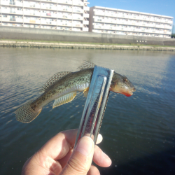 明石川でハゼ&メッキ