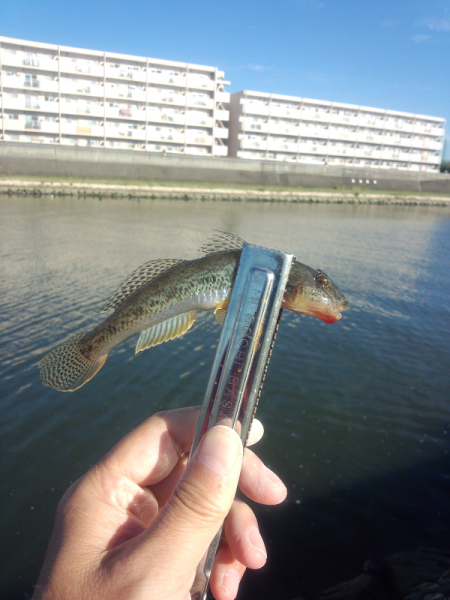 明石川でハゼ&メッキ