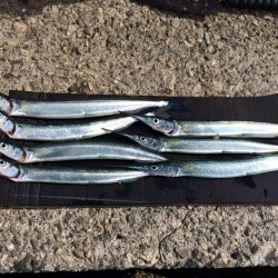 グレがいないのでサヨリ