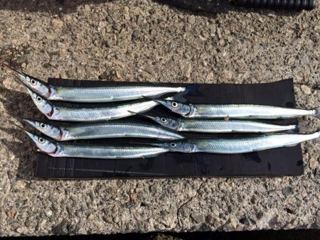 グレがいないのでサヨリ