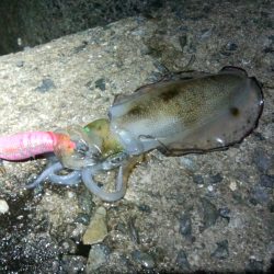 久し振りに釣れたよー