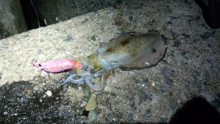 久し振りに釣れたよー