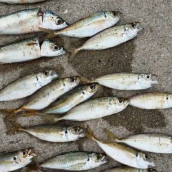 イワシの大群☆