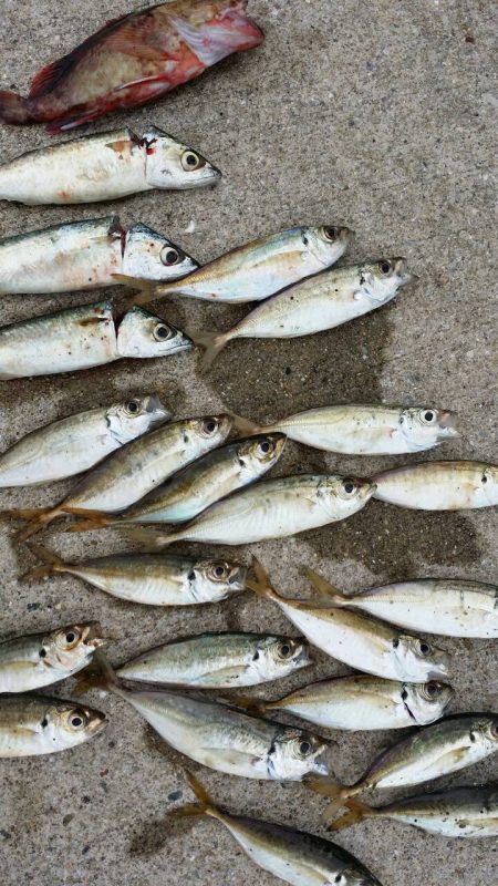 イワシの大群☆