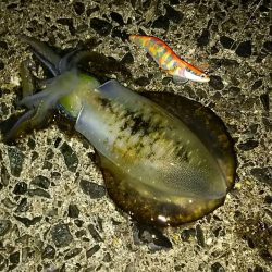 イカより人が…