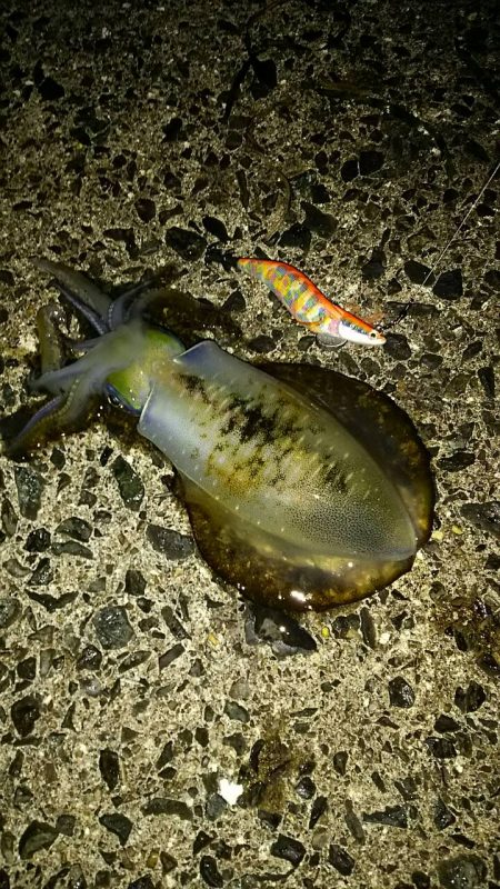 イカより人が...