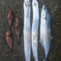 太刀魚、サゴシGET！！