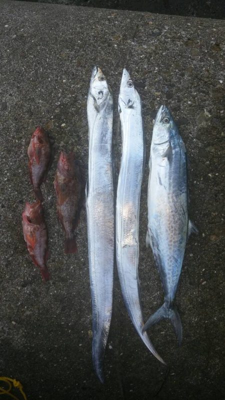 太刀魚、サゴシGET！！