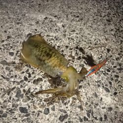 今年最多釣果！