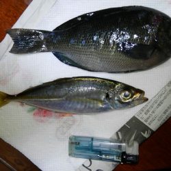 チヌ釣り撃沈