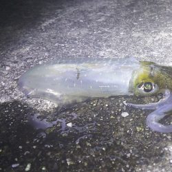 初のコウイカ！