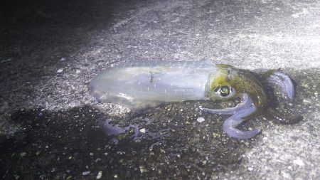 初のコウイカ！