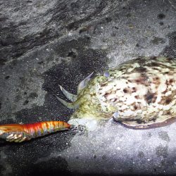 絶好調！　今日も釣れました☆