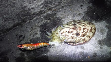 絶好調！　今日も釣れました☆