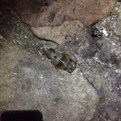 今日はいつもと違い明石港へヽ(^0^)ﾉ