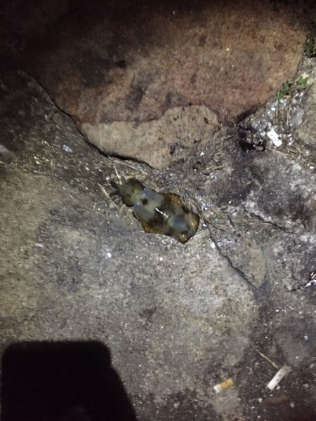 今日はいつもと違い明石港へヽ(^0^)ﾉ