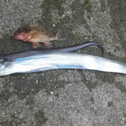 太刀魚、GET！！