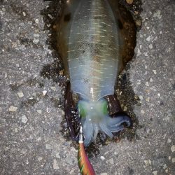 アジュール舞子からの明石漁港