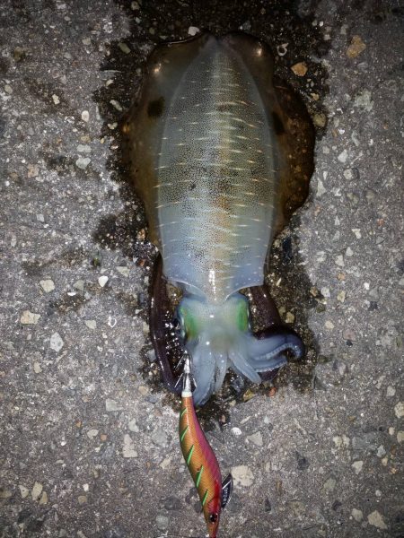 アジュール舞子からの明石漁港