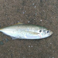 ジギングサビキでまたまたデカアジ