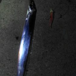 太刀魚ワインド