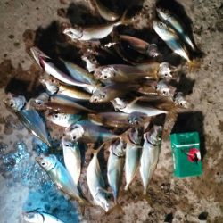 ファミリーフィッシング!!