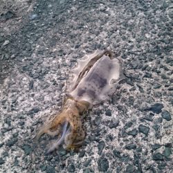 今週のアオリイカは!?