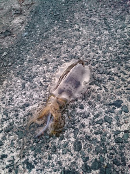 今週のアオリイカは!?