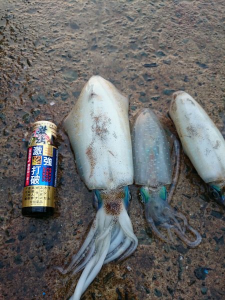 連続釣行２日目