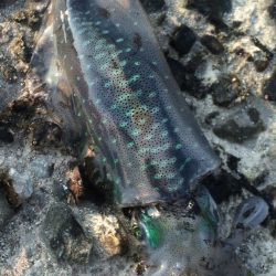 お気楽エギング！！