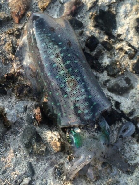 お気楽エギング！！