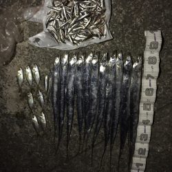 芦屋のタチウオ