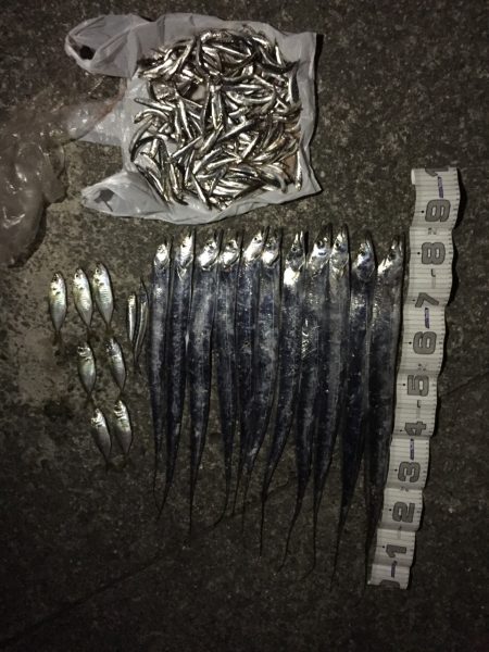 芦屋のタチウオ