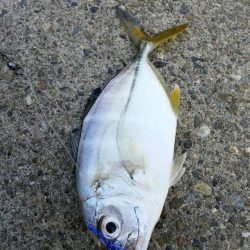 釣れない