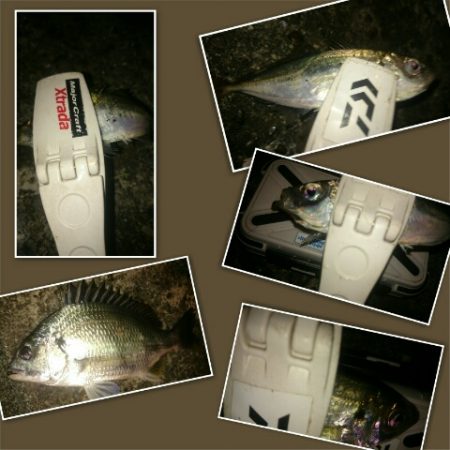 短時間アジング