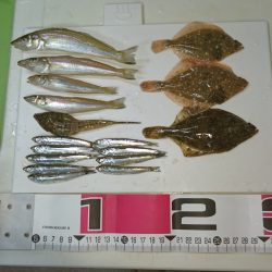 エギングタックルでちょい投げ