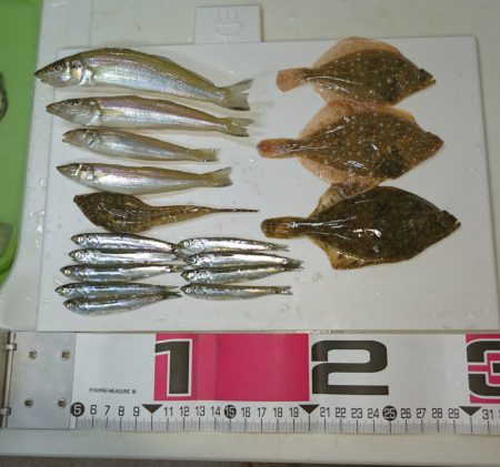 エギングタックルでちょい投げ