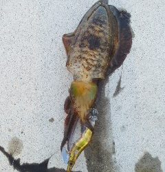 シーバスアオリイカ短時間調査