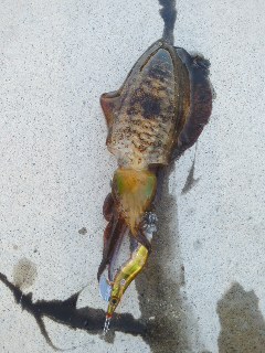 シーバスアオリイカ短時間調査